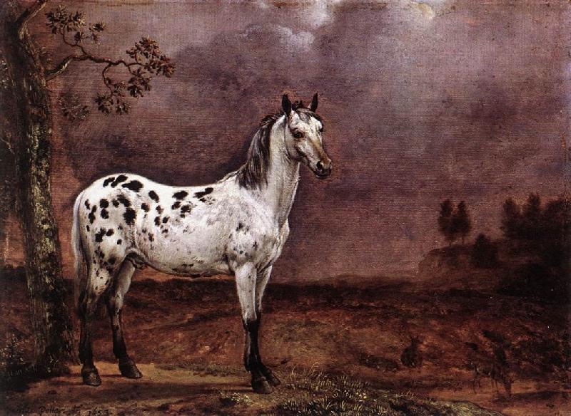 POTTER, Paulus The Spotted Horse af Sweden oil painting art